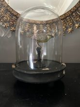 Load image into Gallery viewer, Glass Dome with Rustic Base