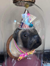 Load image into Gallery viewer, The Birthday Pug Display
