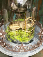 Load image into Gallery viewer, Gold Stag Beetle Ornament