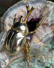 Load image into Gallery viewer, Gold Japanese Rhinoceros Beetle