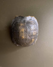 Load image into Gallery viewer, Turtle Shell Wall Decoration