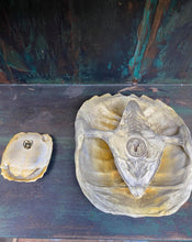 Load image into Gallery viewer, Turtle Shell Wall Decoration
