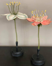 Load image into Gallery viewer, Botanical Model Flowers