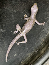 Load image into Gallery viewer, Silver Metal Lizard